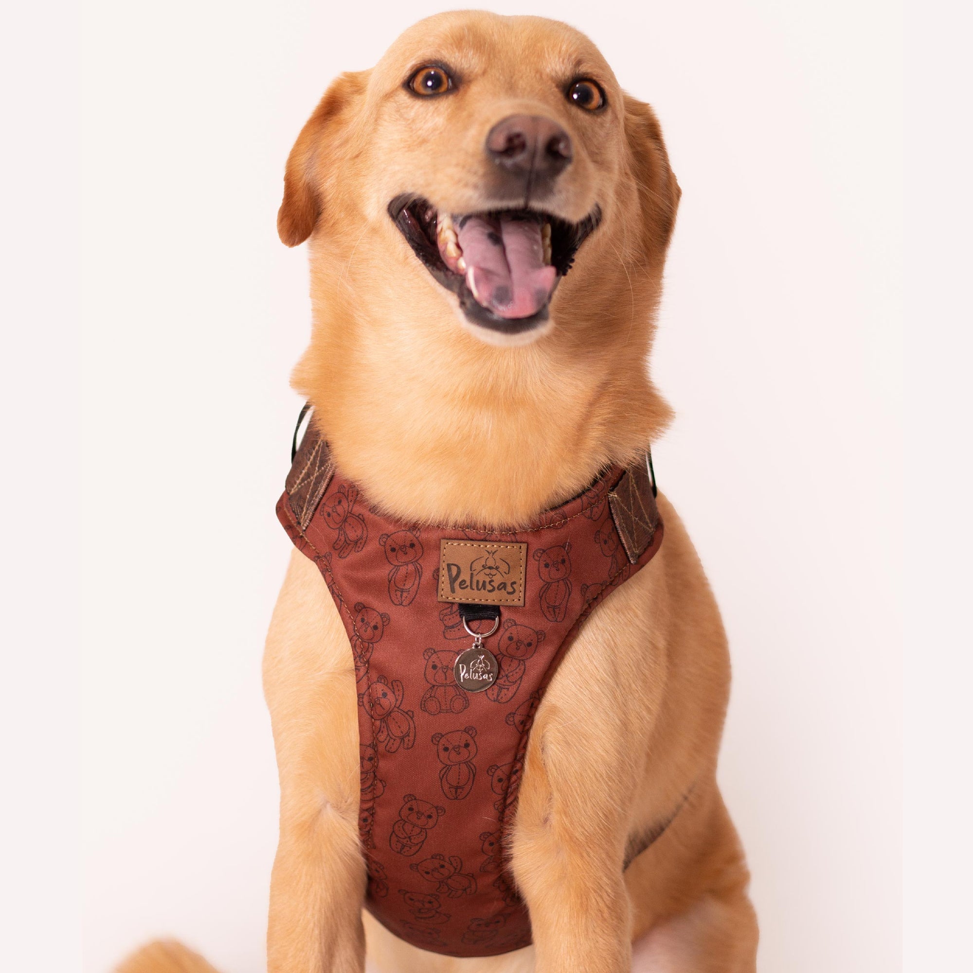 Oso Andino