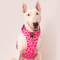 Animal Pink
