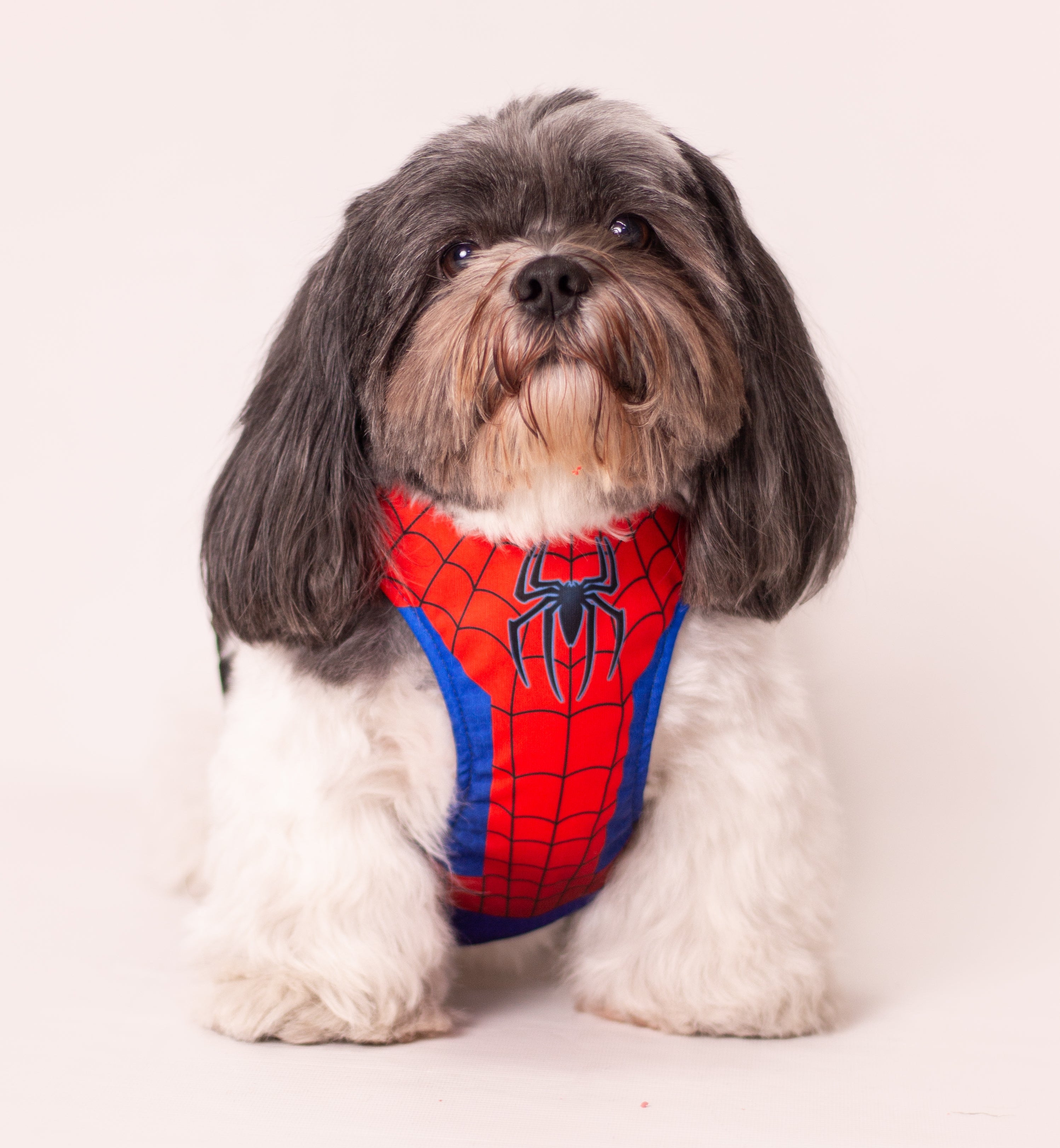 Spiderman 🕸️