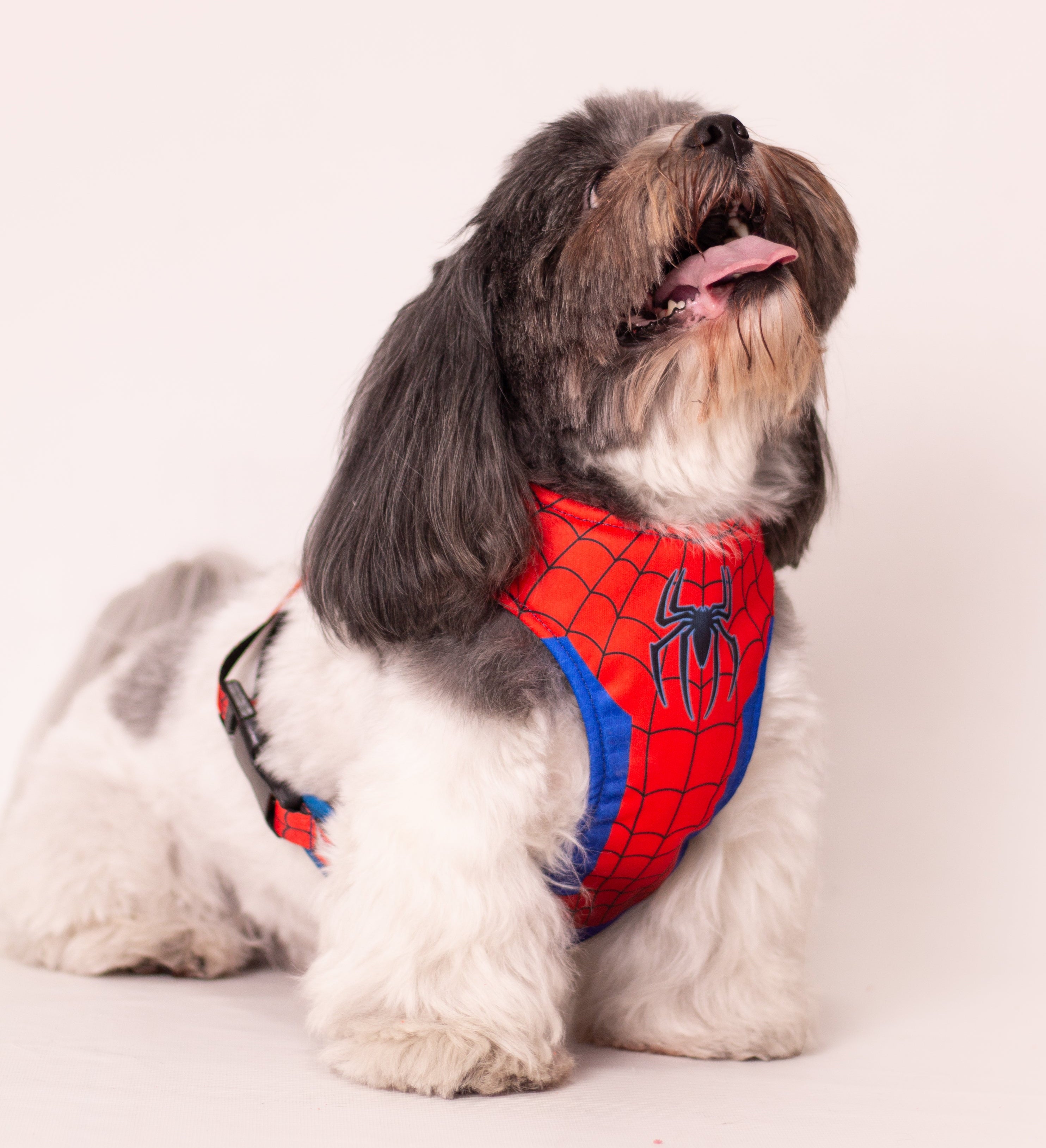 Spiderman 🕸️