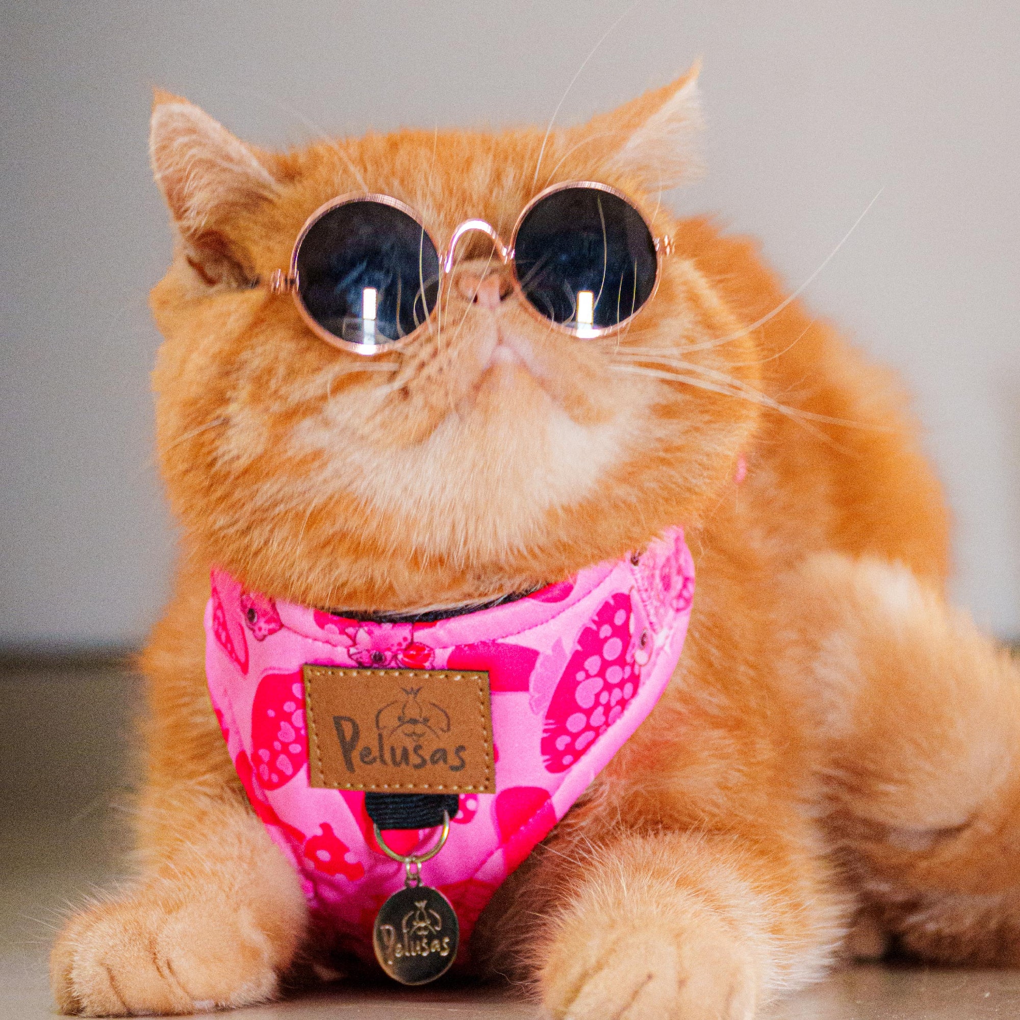 Pechera Gato
