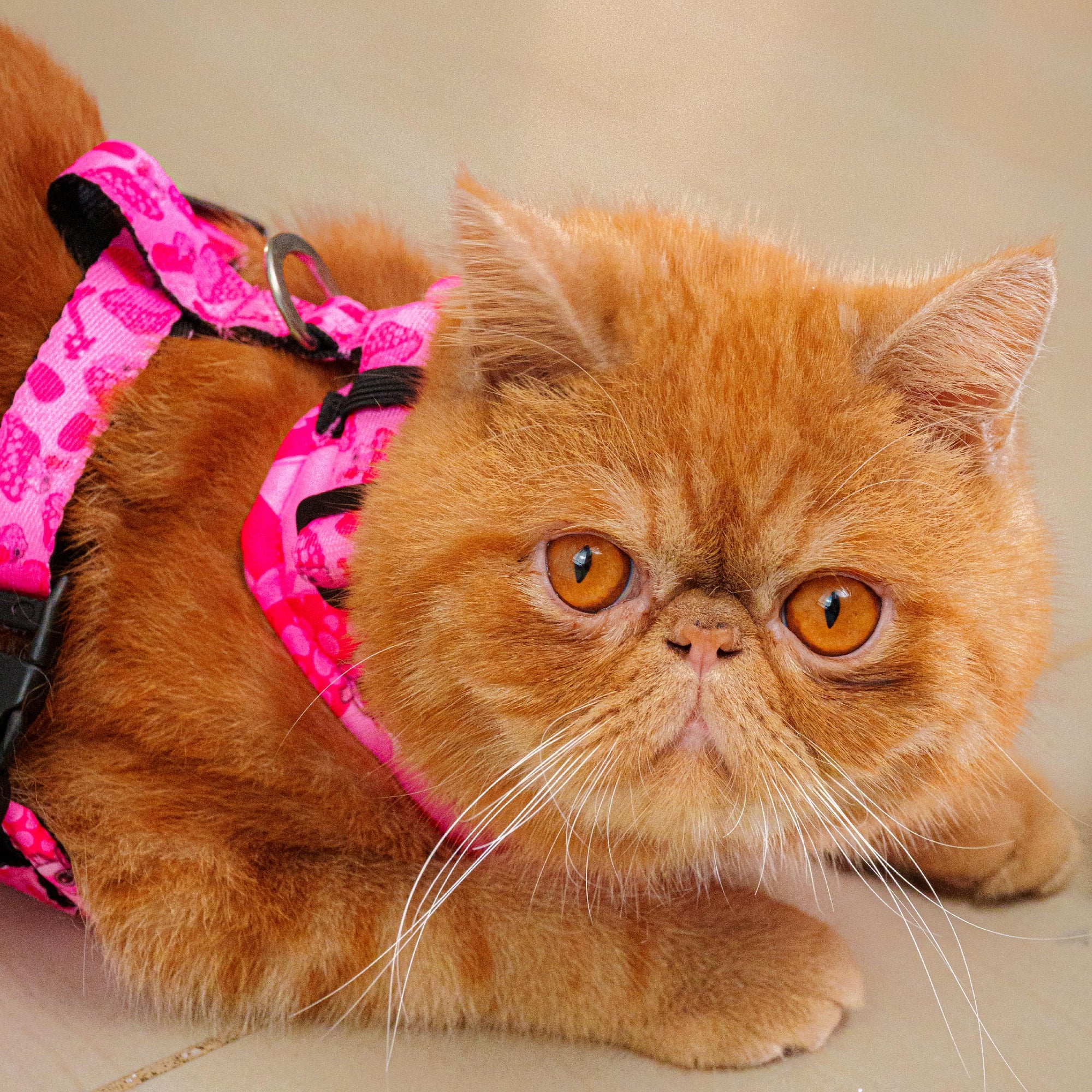 Pechera Gato